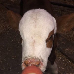 Meet your Posher, Mattie